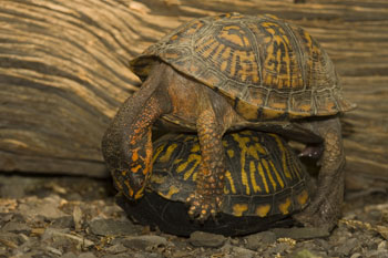 box turtles